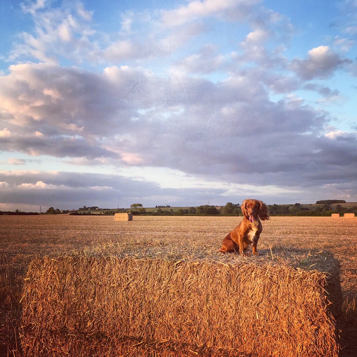 mjarmuz's tweet photo. #harvest18 is well underway now, glad to see #FarmSafetyWeek2018 getting so much press! Stay safe! https://t.co/YkcZA2OjJW
