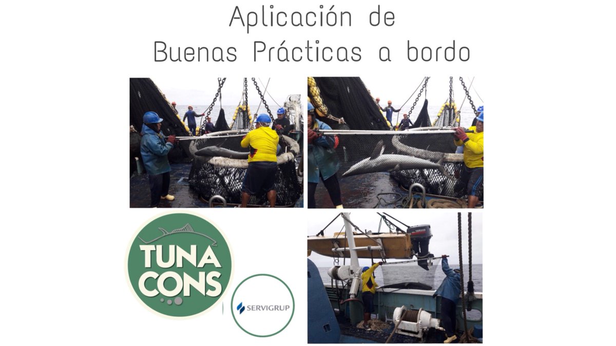 TUNACONSorg's tweet photo. Tripulantes de la Flota de #Servigrup al momento de liberación de un tiburón. Aplicando los conocimientos de las capacitaciones de #BuenasPracticasAbordo #TunaConservation #SustainableFishing #FisheryImprovementProjects https://t.co/MEc3SriVjW