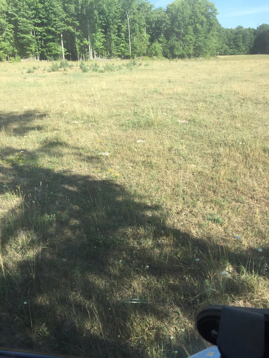 thomas9317's tweet photo. The only regrowth on this rotation was the thistles #pasture18 #drought18 https://t.co/fJiVv9FuEd