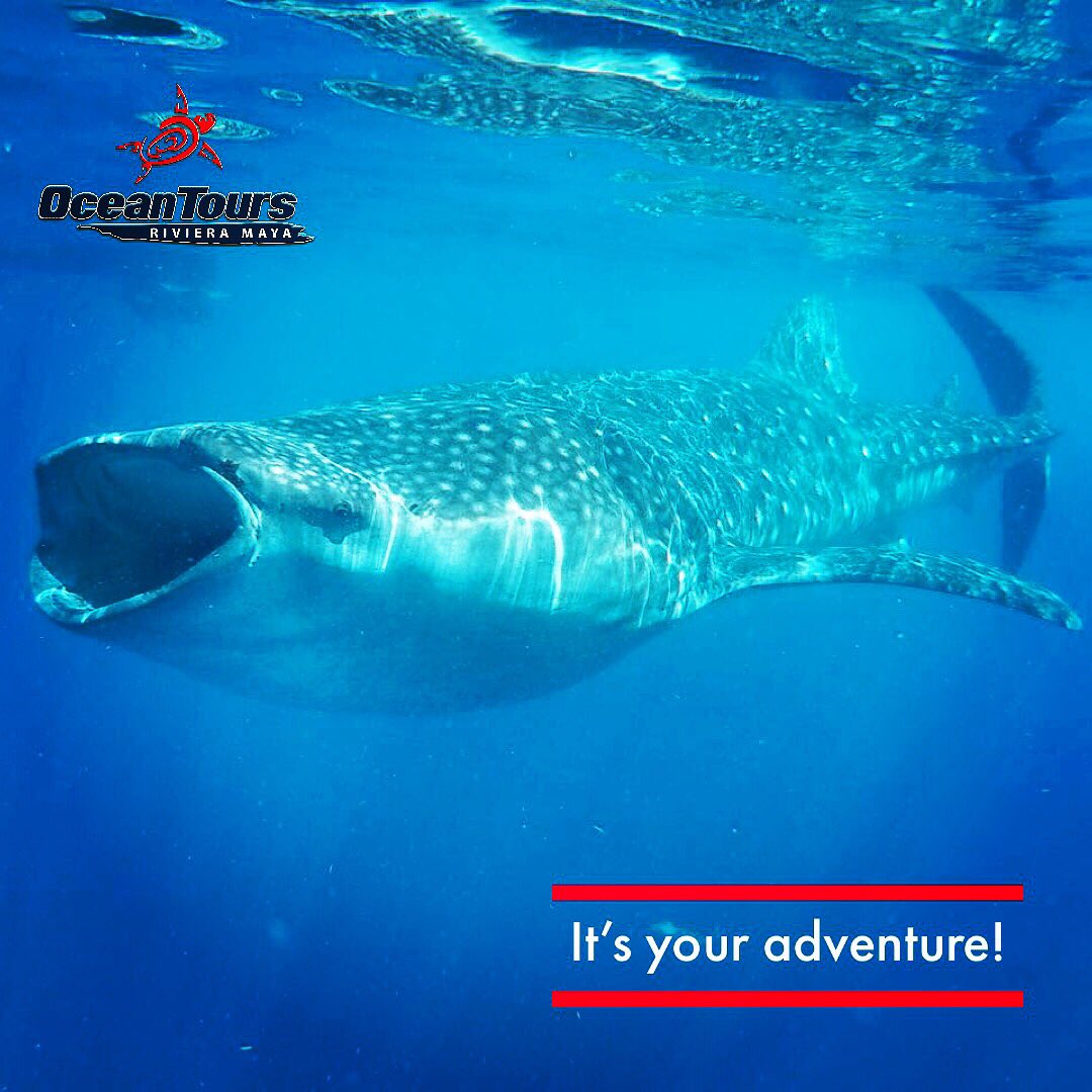 OceanToursMexic's tweet photo. #swim with #whalesharks in the #rivieramaya @OceanToursMexic https://t.co/pdlAjVay9j