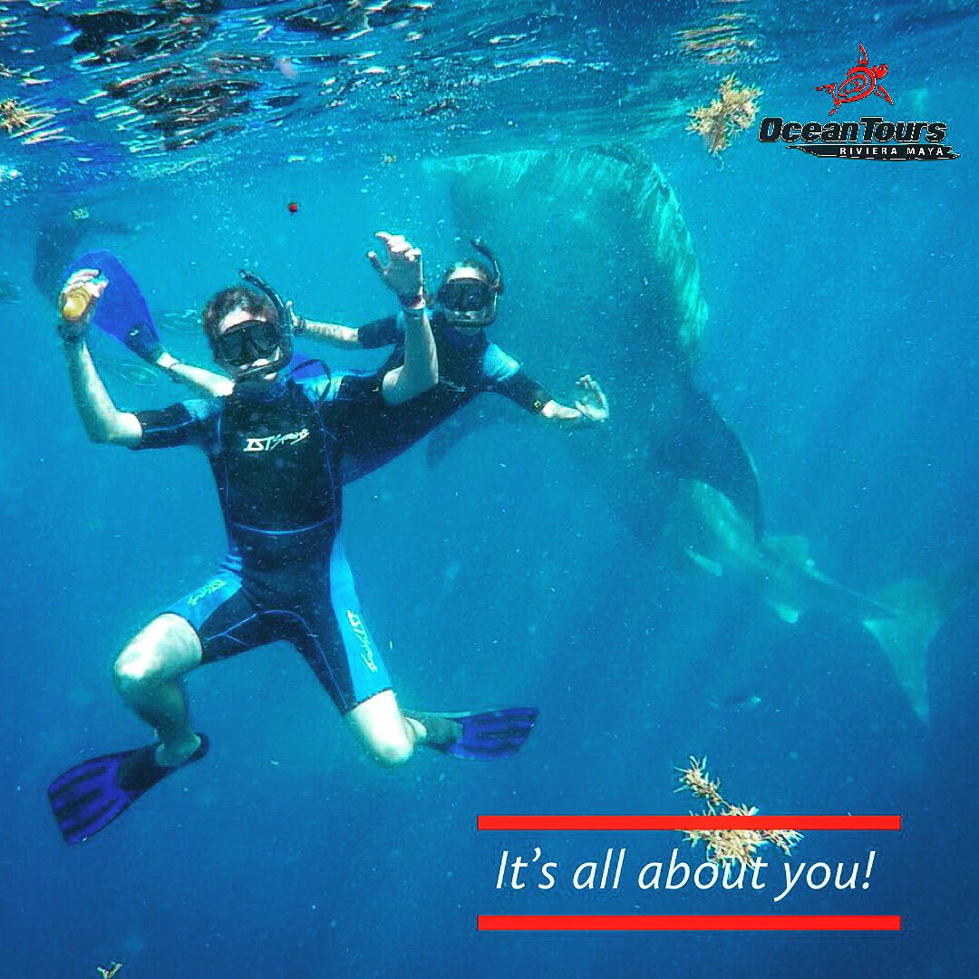 OceanToursMexic's tweet photo. It’s all about you! #whalesharks #snorkeling in the #rivieramaya come with us ! https://t.co/hRDbIlcWUk https://t.co/VJAe9p4UGr