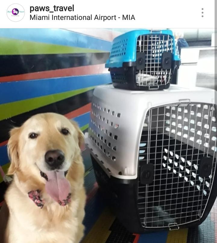 Paws_travel tweet media