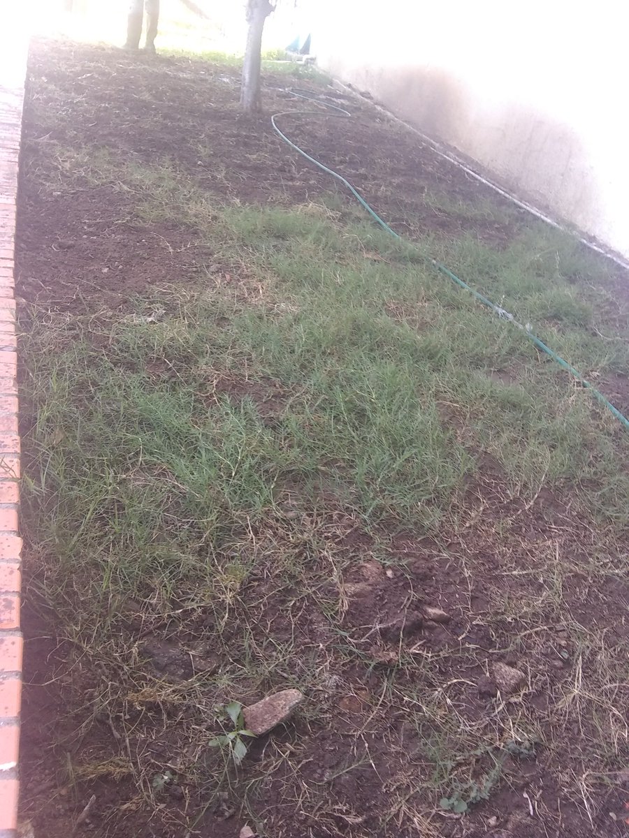 estadiometro's tweet photo. comenzamos con el vivero de grama bermuda, para fortalecer nuestra gramado de nuestro estadio  #PorAmoraMerida https://t.co/B8SFxhrs6A