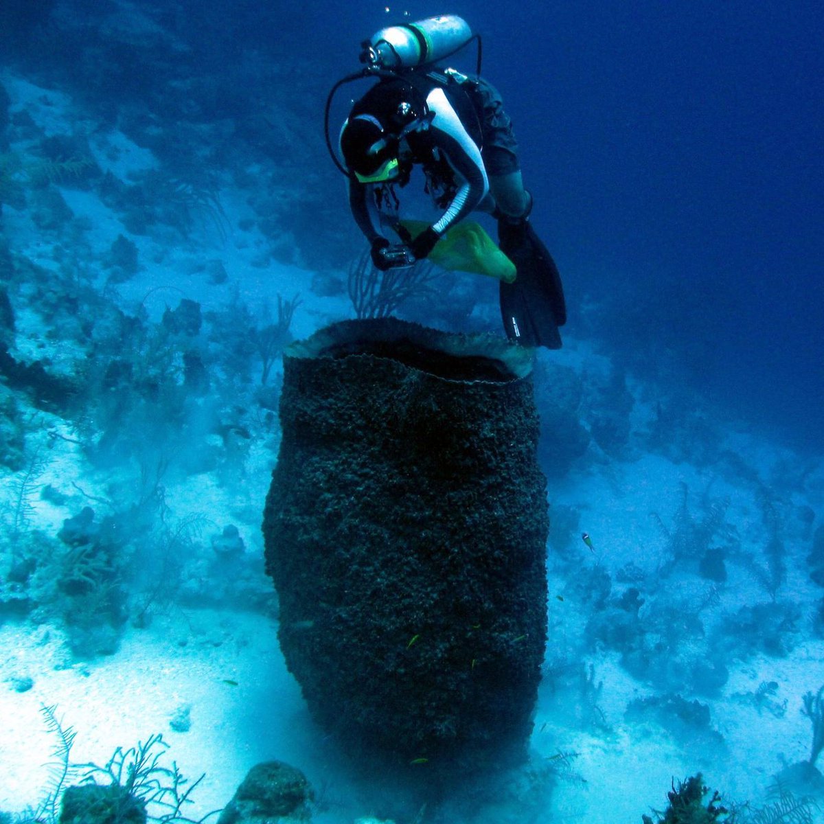 jan vicente photographing a sponge while diving