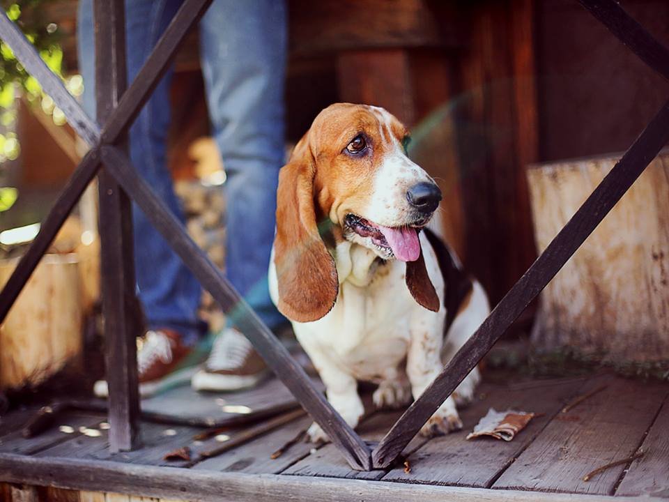 They can always smell a good thing coming! Bred for their scent-ability and size, bassets are calm and reliable house dogs and love to walk, follow a scent and explore, making them a natural denizen of dog parks!