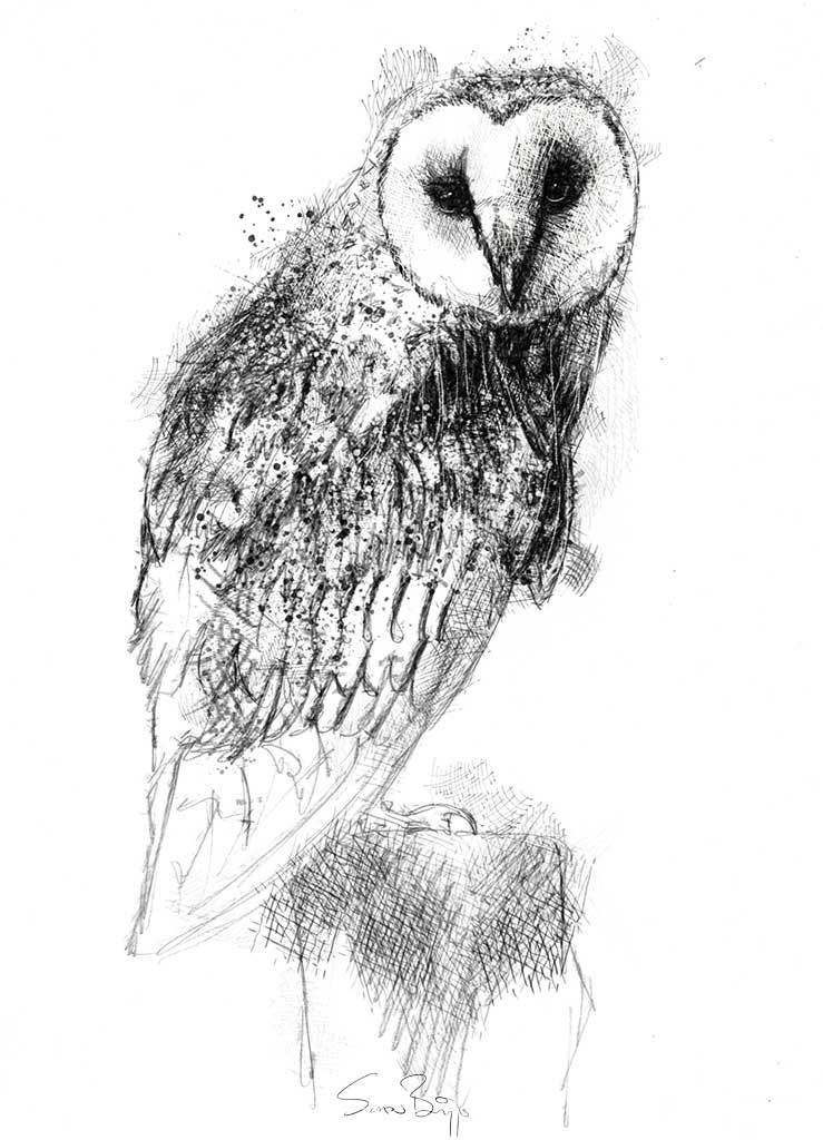 Sean Briggs On Twitter Barn Owl Such Haunting Nighttime Birds