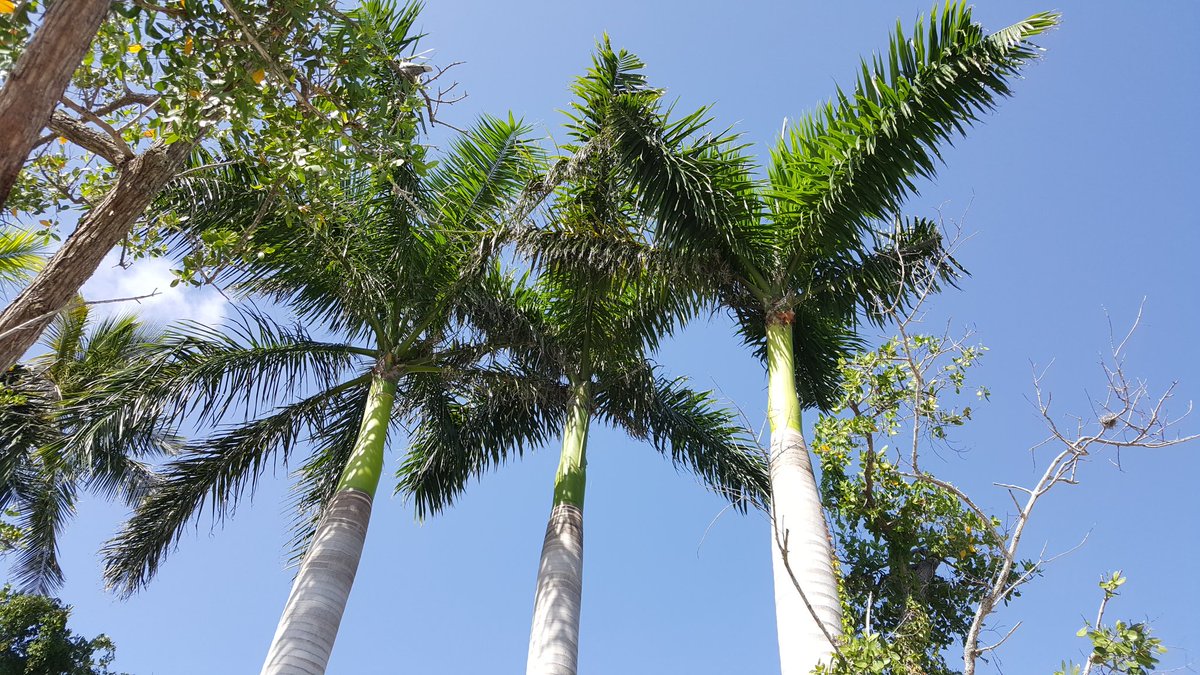 sally2166's tweet image. #palmtreeparadise