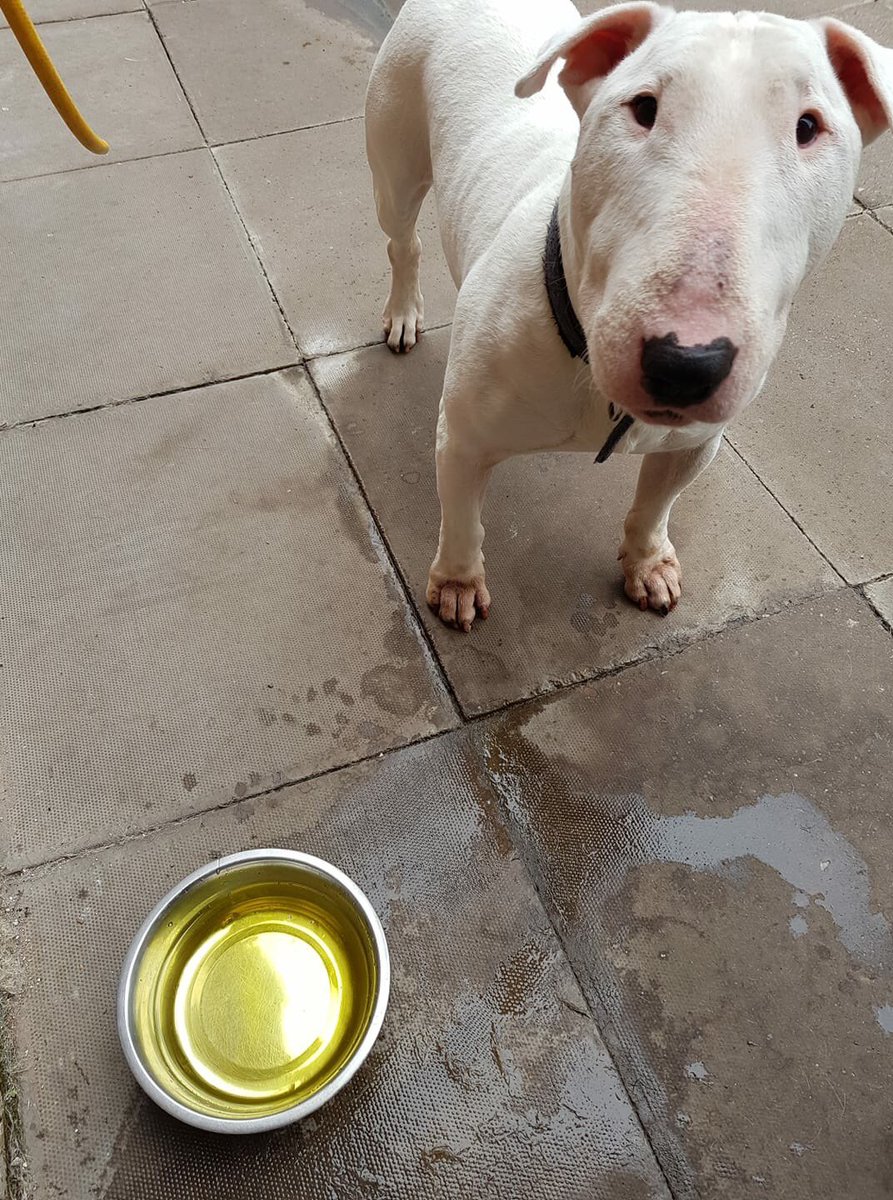 Orton_Bullies's tweet photo. #theortonfamily #bullterrier naughty Len likes to pee in the communal drinking bowl https://t.co/L1Q3G9USoj
