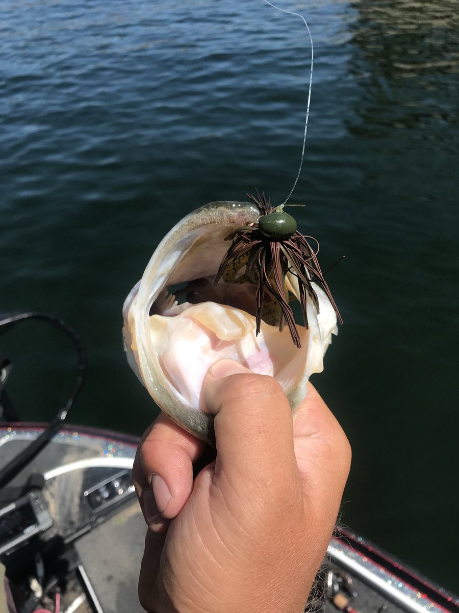 BassBrosTweets's tweet photo. While pats away the boys will slay. This quality bass could not resist the brown bass patrol jig paired with a watermelon @doomsdaytackle devastator. Phil still can’t take a good pic. #lakecastaic #bassbros #fishing #bassfishing #largemouthbass #smallmouthbass #freshwaterfishing https://t.co/JOQHRbCcw5