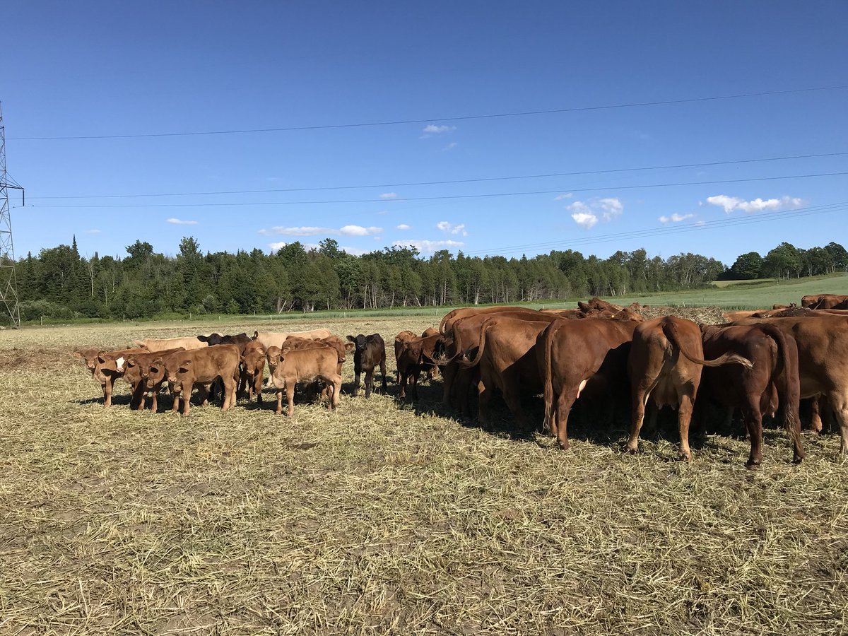 Anyone looking for any cows? Red Angus/Simmental cross pairs for sale. 40 pairs to move. PM for more info.