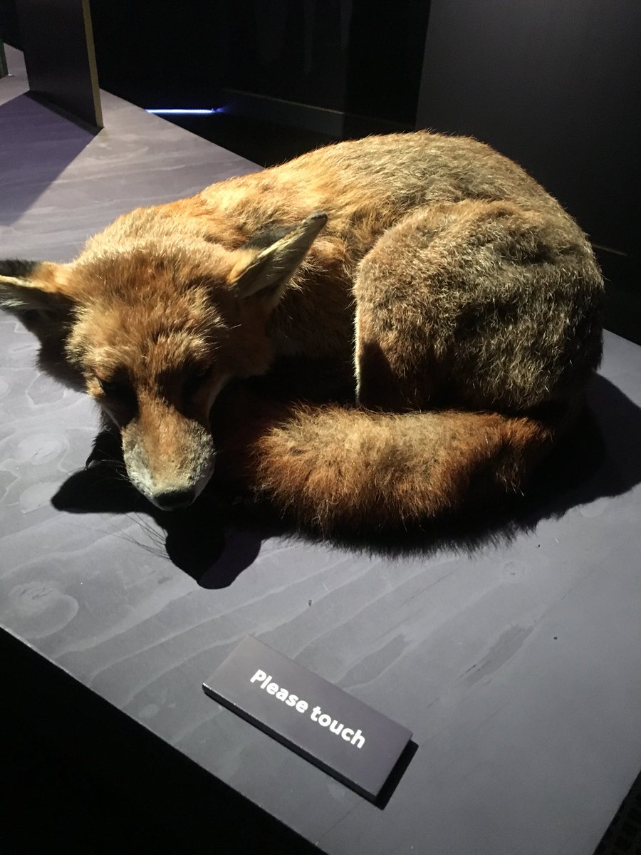merielroyal's tweet photo. Had a fantastic day meeting with the @visitorstudies committee at the Science Museum today. Lots of exciting ideas for the year ahead for all things #audienceresearch and #visitorstudies 😃

Then finished the day at #LifeInTheDark at NHM which is genuinely SUPERB. https://t.co/4Ph34gH528