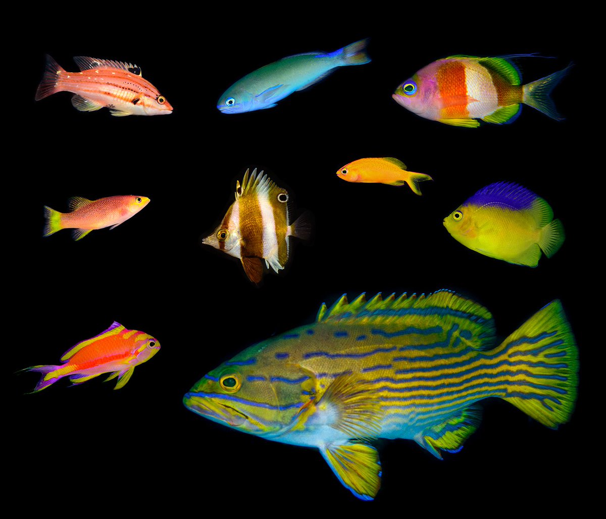 CoralReefFish's tweet image. For a long time people assumed that #mesophotic ecosystems were untouched refuges for shallow coral reef fauna. Our new paper in @sciencemagazine today shows that this is not the case! Deep reefs are unique and threatened! science.sciencemag.org/content/361/63…