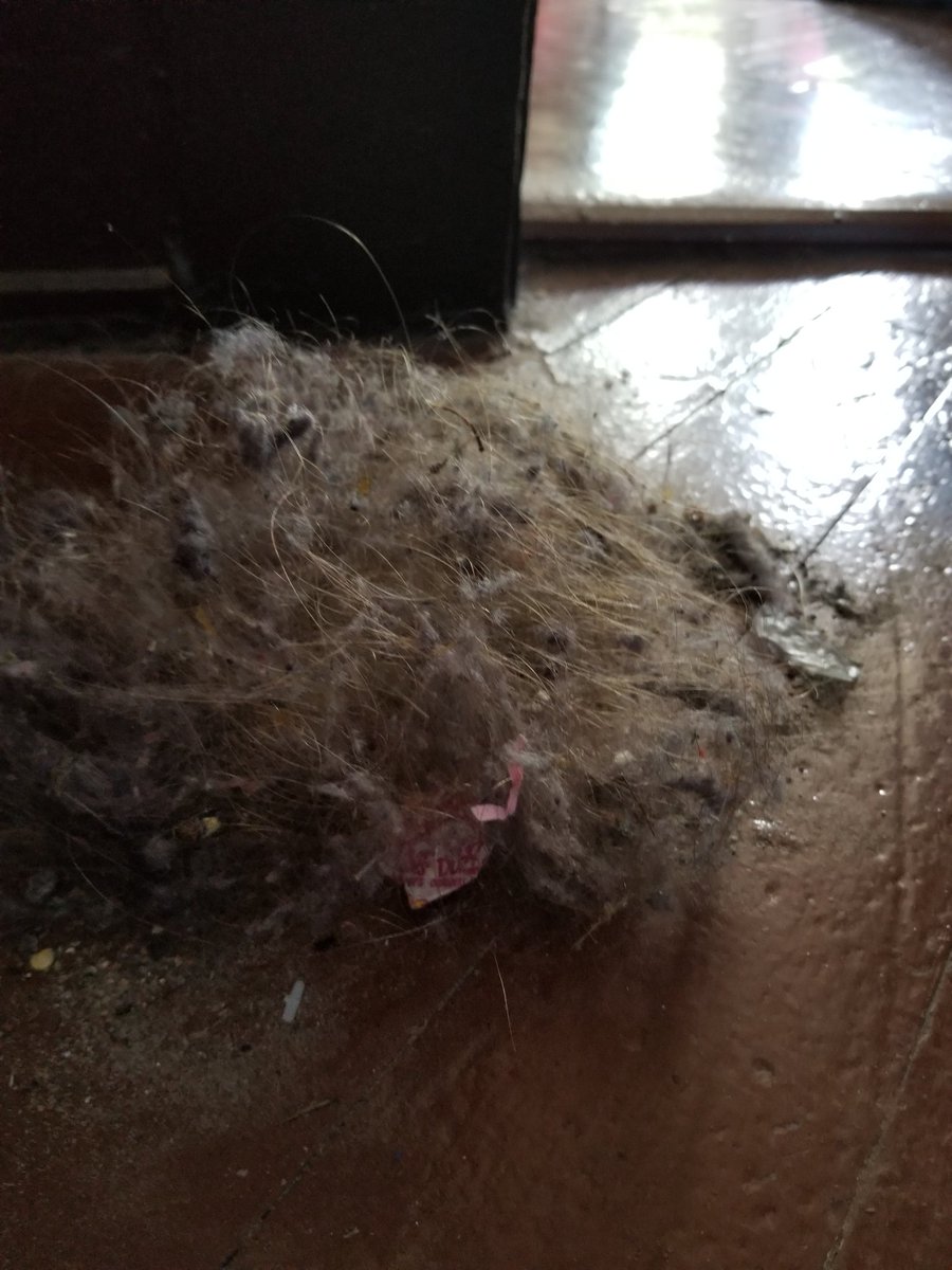 the_burrow_7's tweet image. When you think "what does living with 6 girls look like?" Please think about our profile picture more than this hairball #weclean #hairfordays #theburrow