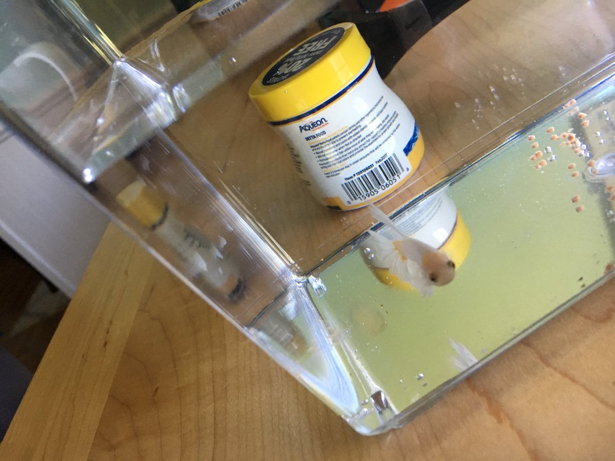 TrackMurphyAHS's tweet photo. New pet 🐠 🤣 https://t.co/A5AG4LUptp