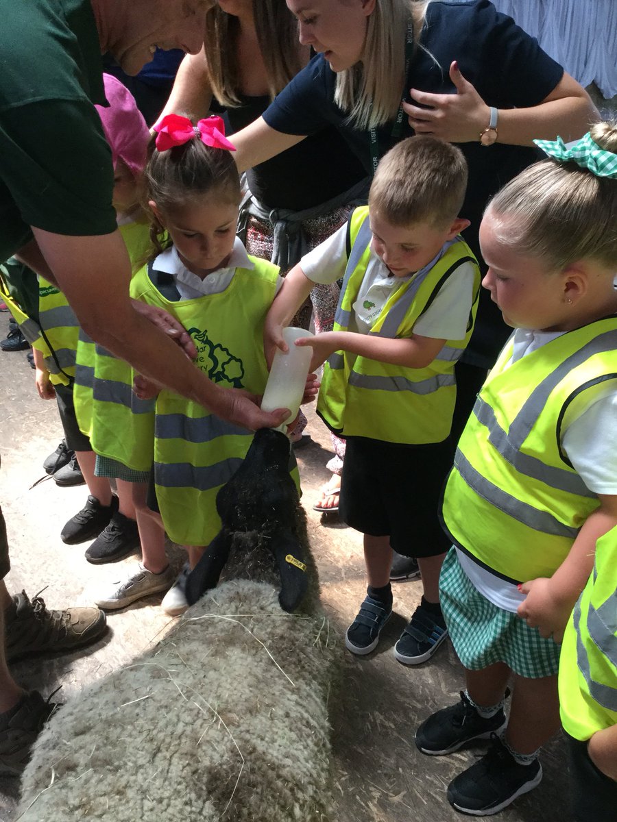 R_CheddarGrove's tweet photo. Feeding time at Court Farm.....for the children and the lambs! https://t.co/dlXLEWjGAQ