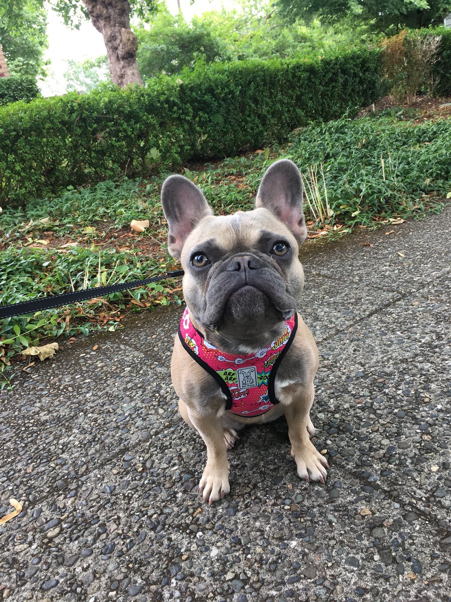 WeAreTeamSniff's tweet image. Here are some photos of the crew :) Laddie, Colette, and Zoot. #dogsofseattle @SniffSeattle ~ Kendall