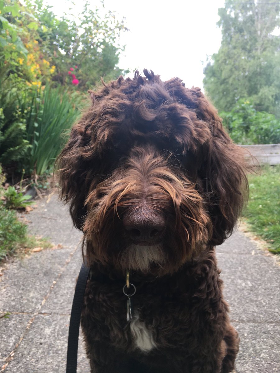 WeAreTeamSniff's tweet image. Here are some photos of the crew :) Laddie, Colette, and Zoot. #dogsofseattle @SniffSeattle ~ Kendall