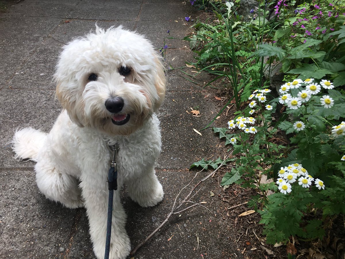 WeAreTeamSniff's tweet image. Here are some photos of the crew :) Laddie, Colette, and Zoot. #dogsofseattle @SniffSeattle ~ Kendall