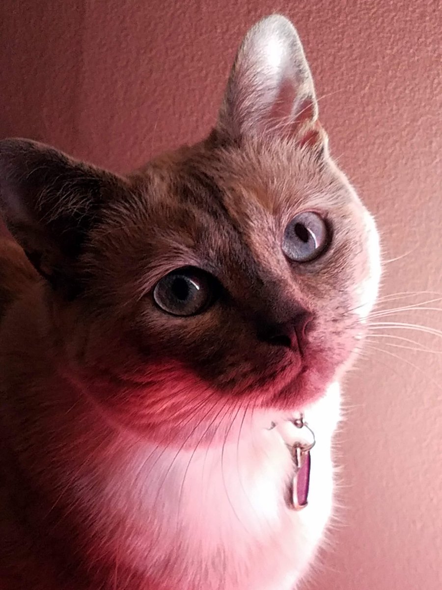 Darkethena's tweet photo. Pssst! I have missed you lovelies!
In the mood for warm cookies, kitty owl shenanigans, &amp; positivity? Got you covered! 

The Enchanted Sanctuary returns tonight! Stream will start at approx 8pm EST. Love your faces! 

#twitchkittens #DarksLight 
https://t.co/WokbuNcRFd https://t.co/o8W52rXQIN