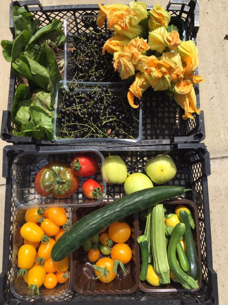 Fresh #homegrown fruit and vegetables on tonight’s menu just been dropped off from our ⁦<a href="/EATatHEATONPARK/">EAT at Heaton Park</a>⁩ horticultural trainees ⁦<a href="/IEinHeatonPark/">EATPenninesGROW</a>⁩ #Sustainability