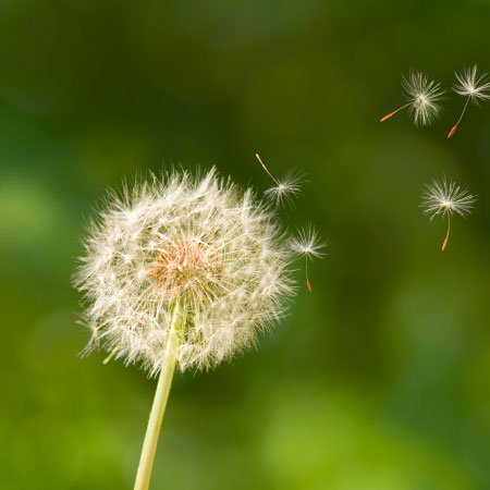 Alpha Allergy & Asthma Associates tweet media