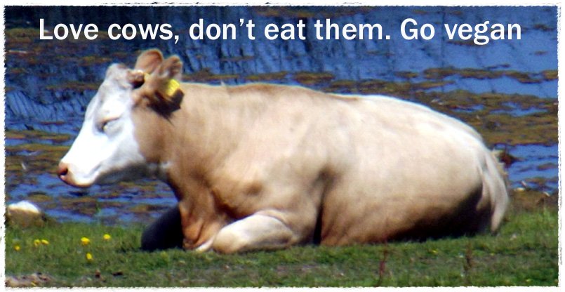 veganfuture's tweet image. love cows | don't eat them | go vegan