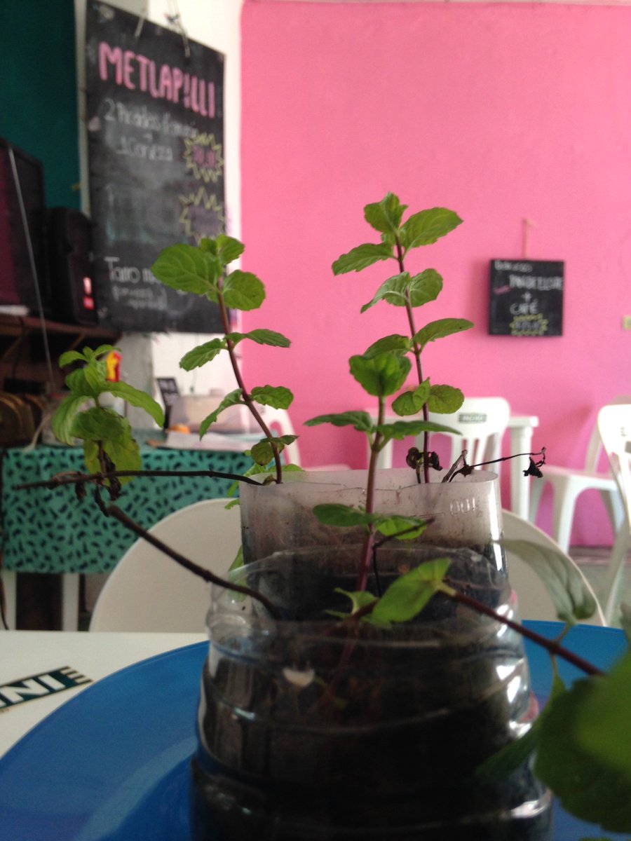 metlapilli's tweet image. A veces tenemos plantitas de nuestro huerto listas para que las adoptes. #CooperacionVoluntaria #Yerbabuena #Orizaba