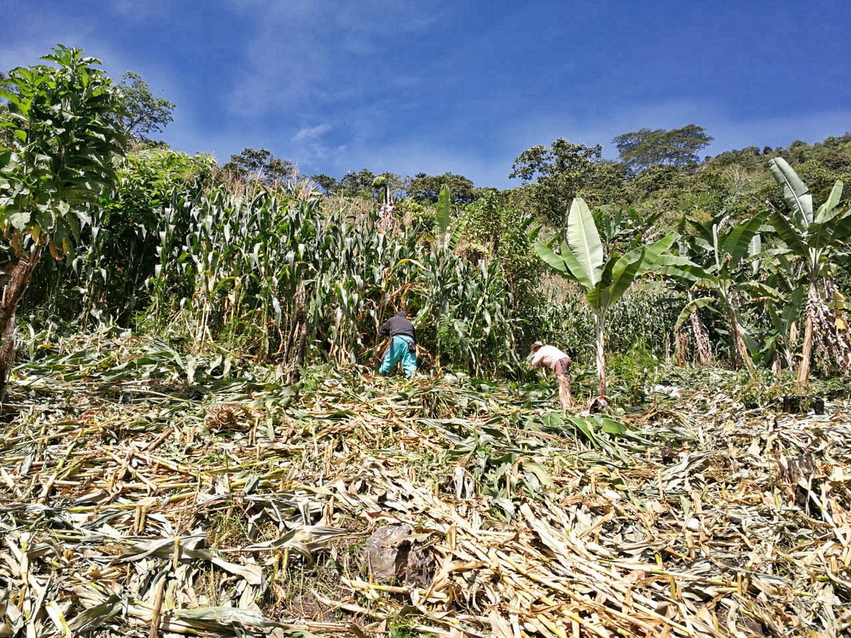 CNLGold's tweet photo. Siembra Futuro de Continental Gold, #TECOC y @ComfenalcoAnt, sigue dando “frutos”. En 2 días de cosecha de maíz en corregimiento El Naranjo, de #Buriticá, se ha recolectado una tonelada de maíz en una hectárea. Se esperan 13 toneladas en 3 meses #MineríaModerna #MineríaBienHecha https://t.co/zPqPzeWSIU