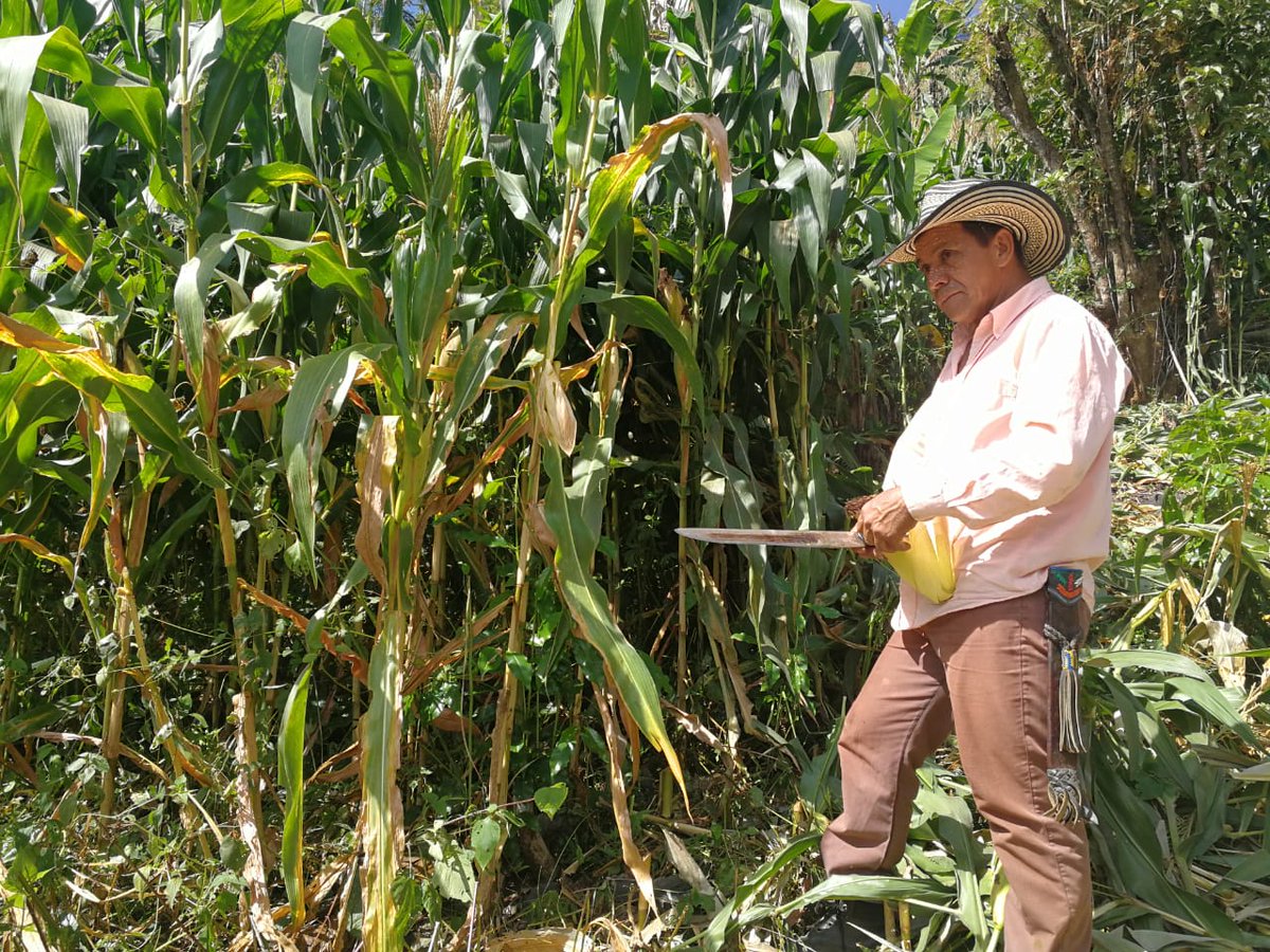 CNLGold's tweet photo. Siembra Futuro de Continental Gold, #TECOC y @ComfenalcoAnt, sigue dando “frutos”. En 2 días de cosecha de maíz en corregimiento El Naranjo, de #Buriticá, se ha recolectado una tonelada de maíz en una hectárea. Se esperan 13 toneladas en 3 meses #MineríaModerna #MineríaBienHecha https://t.co/zPqPzeWSIU