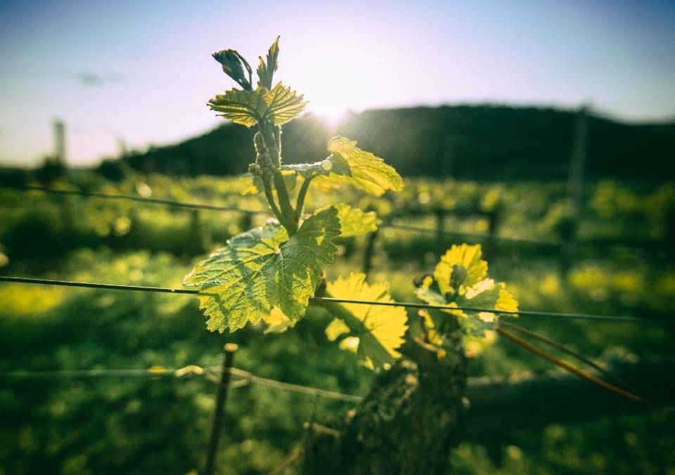 Great news!! Prosecco isn't the only sparkling wine in Italy!!  I don't know if you'll care about this, but I'm sharing it so I remember to go here. ~ Discovering Franciacorta: Cork On The Road bit.ly/2yT26wk