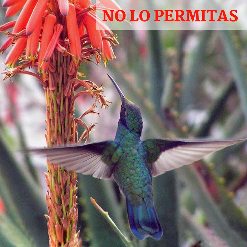 CONVERGENCIAECU's tweet photo. No provoquemos incendios, no destruyamos el hogar de las aves. https://t.co/IeMVs6UW24