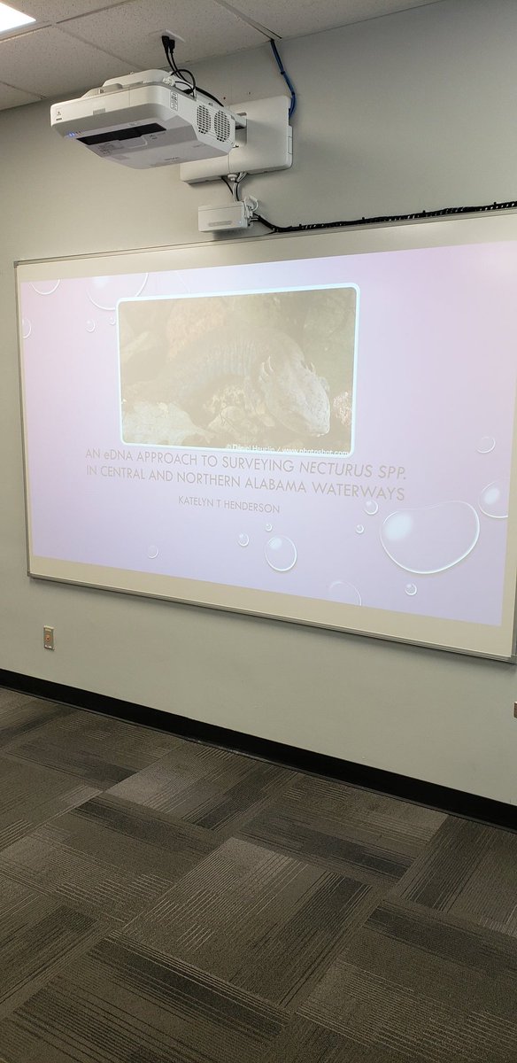 griffmcd's tweet photo. Ready for @MudpuppyLove's Masters Defense presentation : "An #eDNA approach to surveying #Necturus app. in Central and Northern Alabama waterways" https://t.co/r0ut56k0Wn