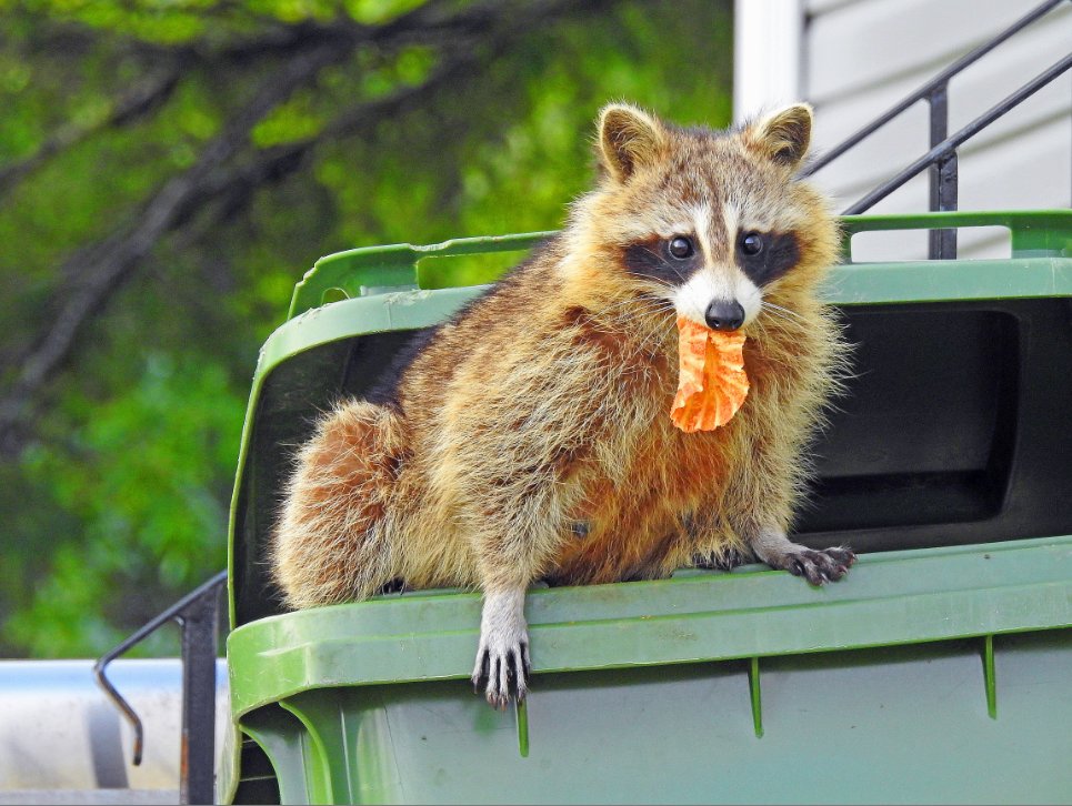 GarbageDayCo's tweet photo. Tired of this little guy paying a visit whenever you put the wrong bins out? Sign-Up for GarbageDay reminders and never get your pickup wrong again: https://t.co/3FAaXv7HIX https://t.co/bjsWg2gpRI