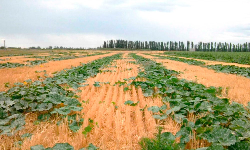 DatosAlfa's tweet photo. #Argentina | La #SiembraDirecta se gana un lugar entre la #horticultura: desde el @intaargentina aconsejan cada vez más incorporar esta técnica para producir en los campos → https://t.co/E0C8eWMiAx https://t.co/TVnE4XxEYh