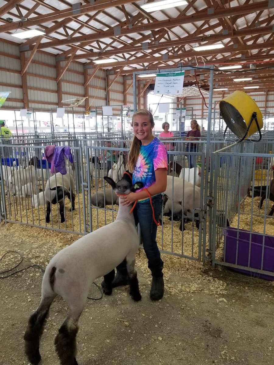 FCA_VisionAg's tweet photo. Best of luck to Savannah Mathews as she shows sheep this afternoon at the Davis County Fair! https://t.co/WYjs7GSibh