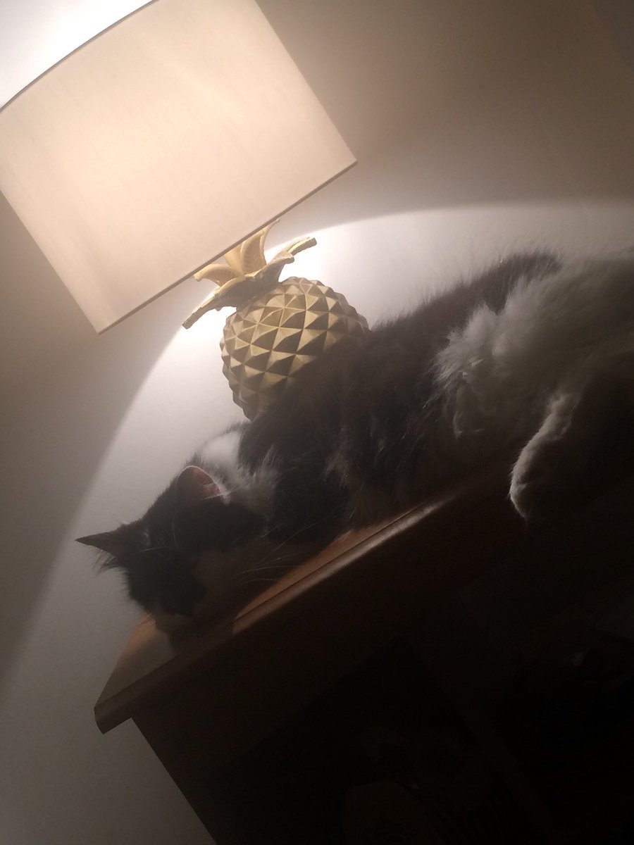 Kirstin16o3's tweet photo. Cobweb approves of the £6.50 lamp. #CDGAF https://t.co/ONQt0LQSb2