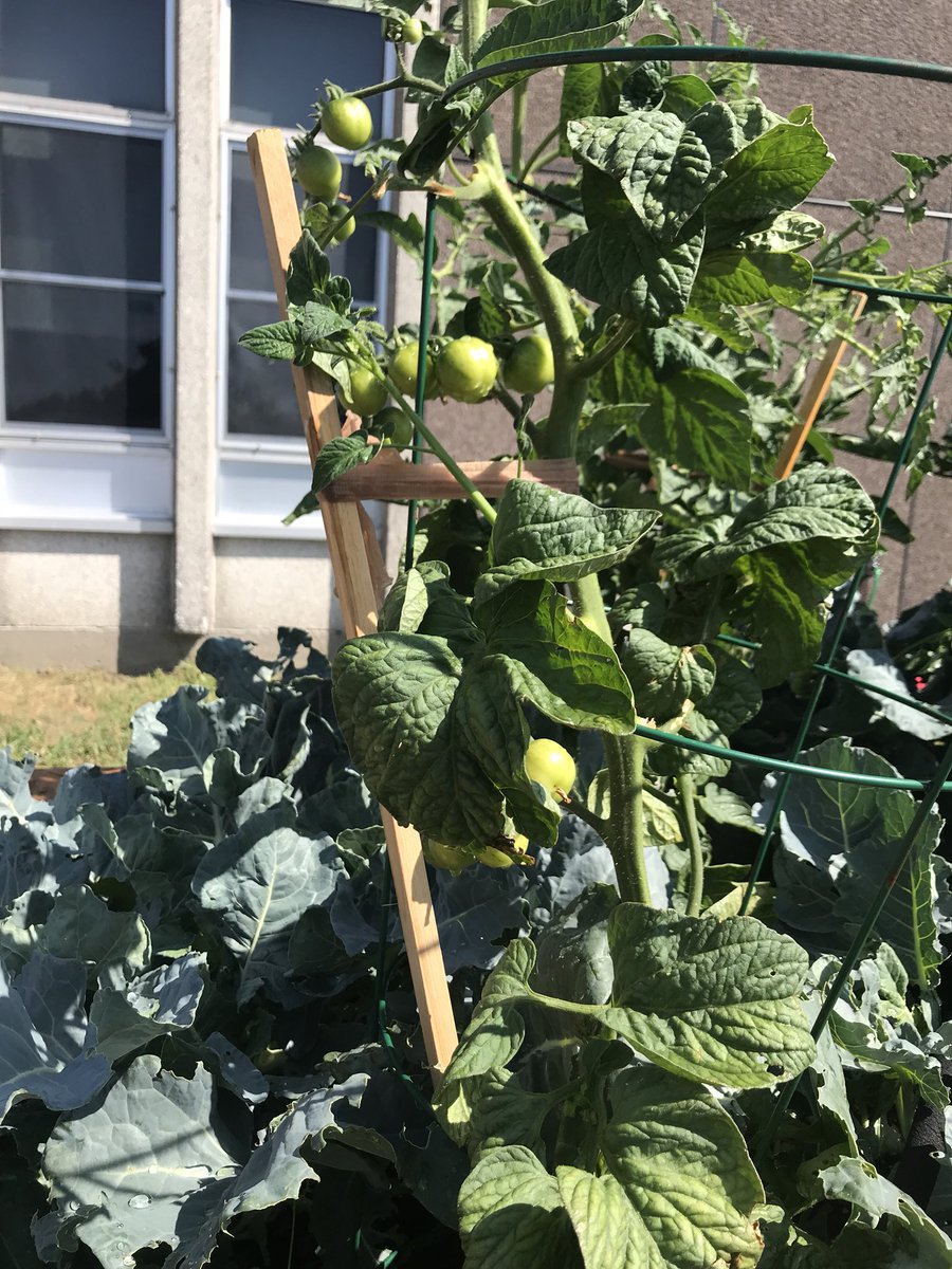 countykid36's tweet photo. Garden at Kente is looking great! @Kente_PS https://t.co/wXmj6SuppS
