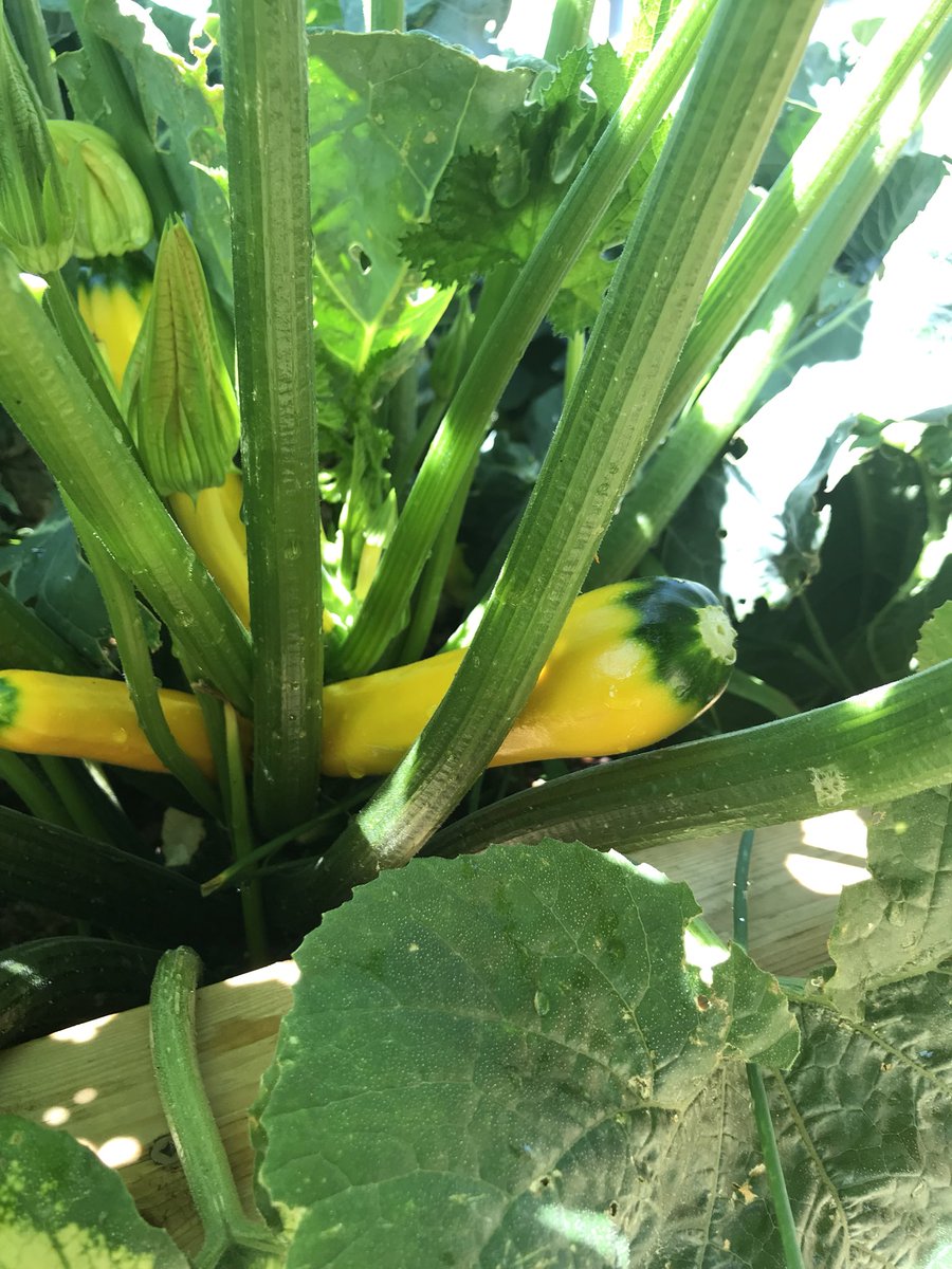 countykid36's tweet photo. Garden at Kente is looking great! @Kente_PS https://t.co/wXmj6SuppS