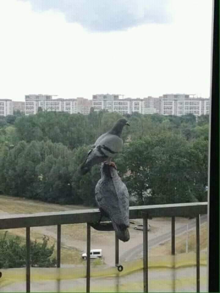SudBroadcast's tweet photo. لمن أكون ماسك علي زول ذله 😂 https://t.co/ZaQF67CfKM