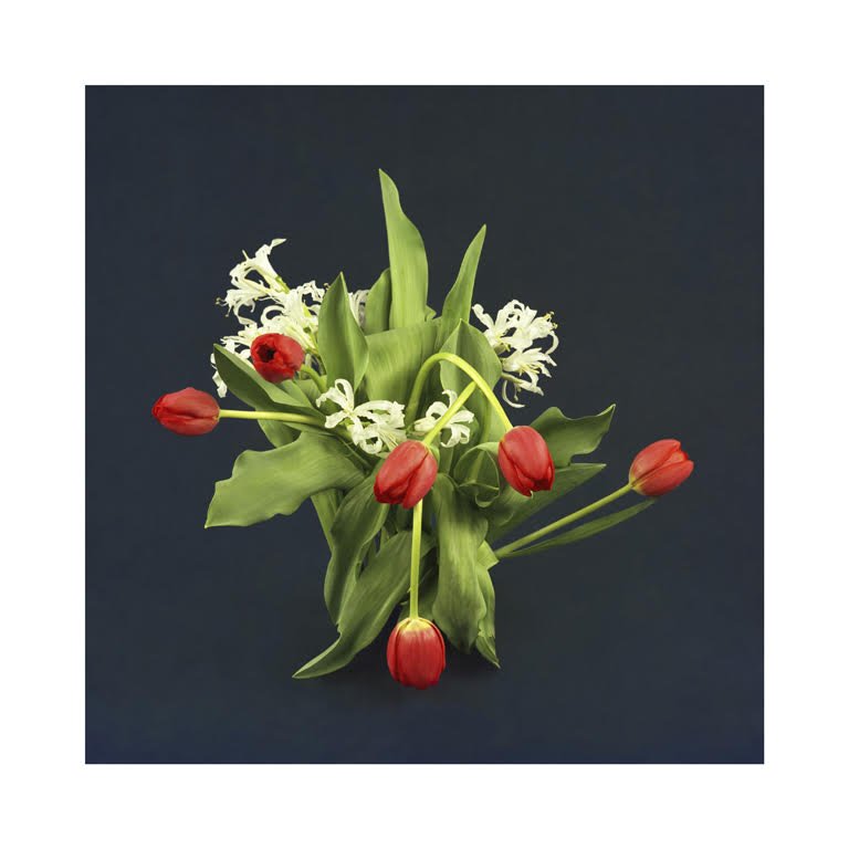 faultlineproj's tweet photo. The Music Appreciation Society (Kathy Slade and Brady Cranfield), After University of East Anglia (February 14, 1984), 2009, colour photograph, 40 x 40 inches

(image is based on flowers Morrissey wore in the back pocket of his jeans  performing in 1984 at the U. of E. Anglia) https://t.co/jBt4hy2YB6