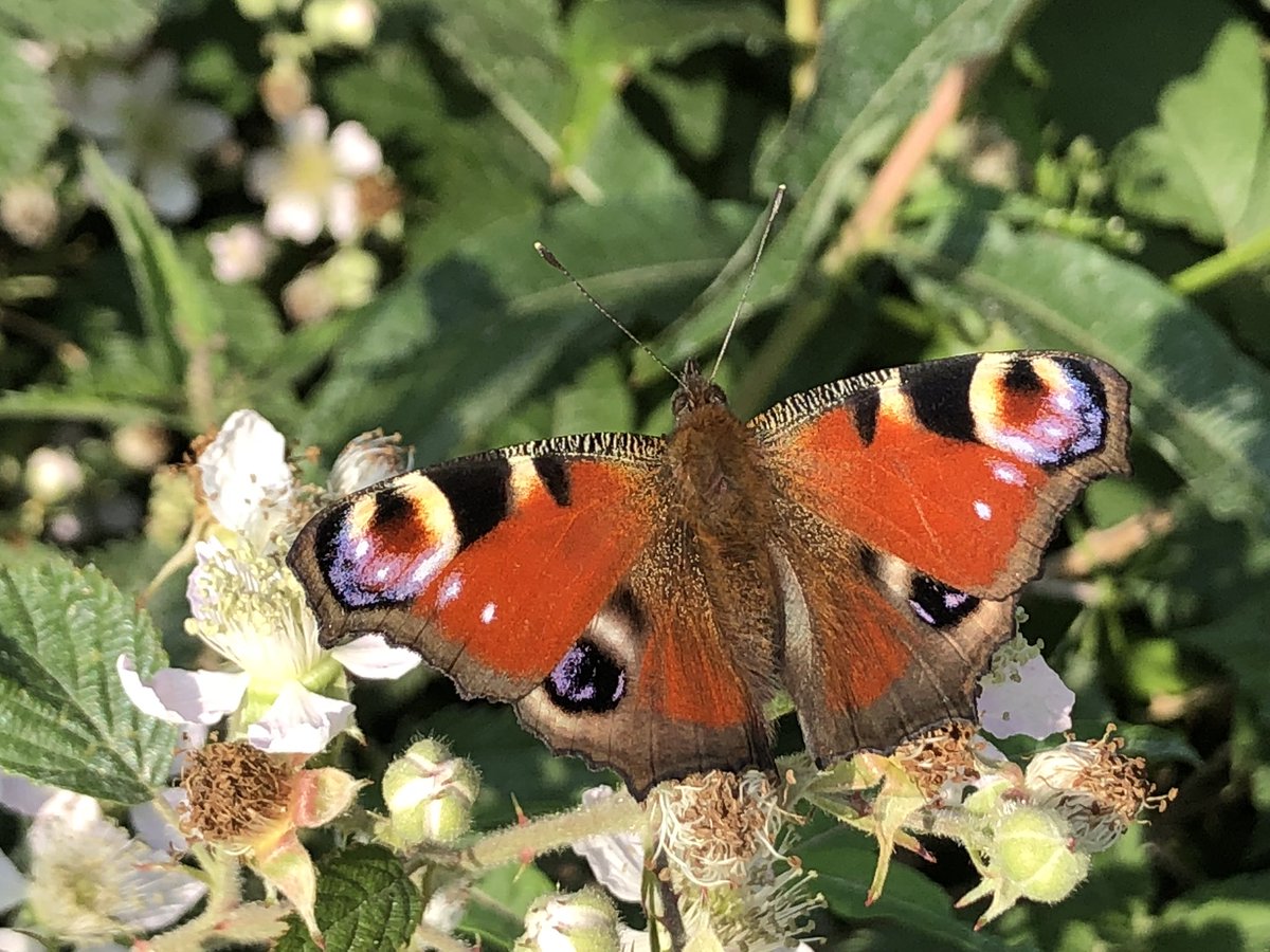 newlandfarm's tweet photo. Seen today:
Red Admiral
Small Whites
Meadow Browns
Silver Laced Fritillary
Cabbage White
Commas
Peacocks
Moths, Bees, Bumblesbees going mad for Bramble flowers #FarmlandButterflies #FarmlandInsects https://t.co/RwKMImW2mF