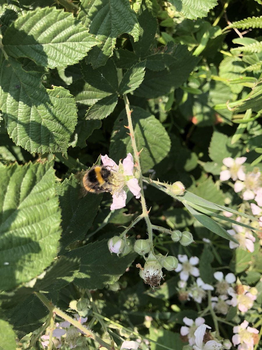 newlandfarm's tweet photo. Seen today:
Red Admiral
Small Whites
Meadow Browns
Silver Laced Fritillary
Cabbage White
Commas
Peacocks
Moths, Bees, Bumblesbees going mad for Bramble flowers #FarmlandButterflies #FarmlandInsects https://t.co/RwKMImW2mF