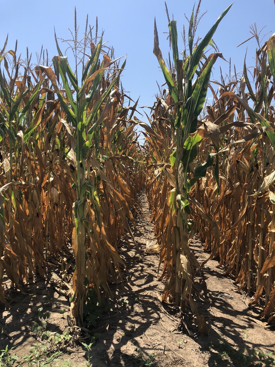 BastinSarah's tweet photo. #SEKansas #corn18 is coming in hot! Literally 99 degree hot 😅 https://t.co/bDxSrZfW2O