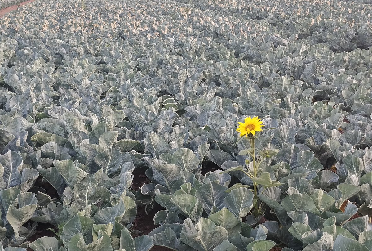 Sometimes, being abnormal means you are the one making everyone smile 🙂