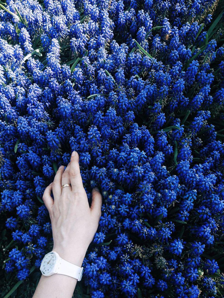 1blue1_'s tweet photo. Blue In Roses💙 https://t.co/HeiDTtdefV
