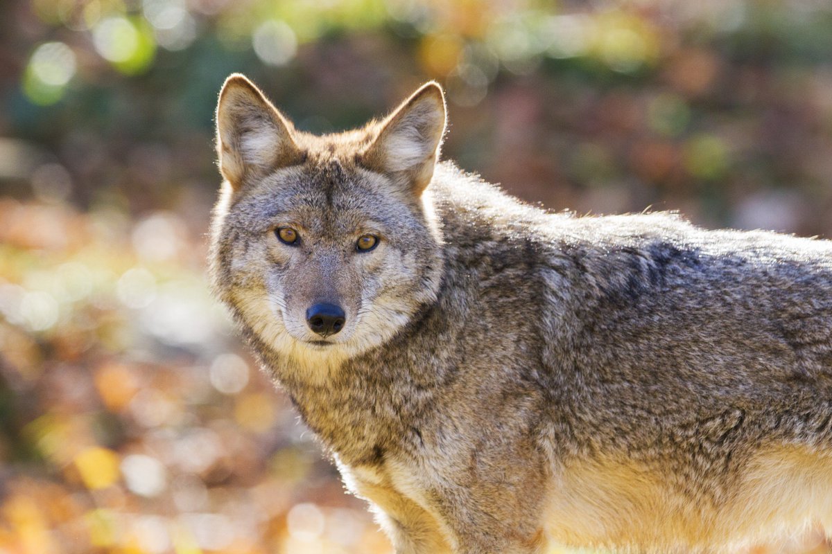 CoralSpringsFL's tweet photo. ⚠️⚠️ COYOTE SIGHTINGS! Volunteer Park will be closed until further notice. Please share! (NW 66th Terrace &amp; Creekside Drive) #CoralSprings https://t.co/G0471ZkVs9