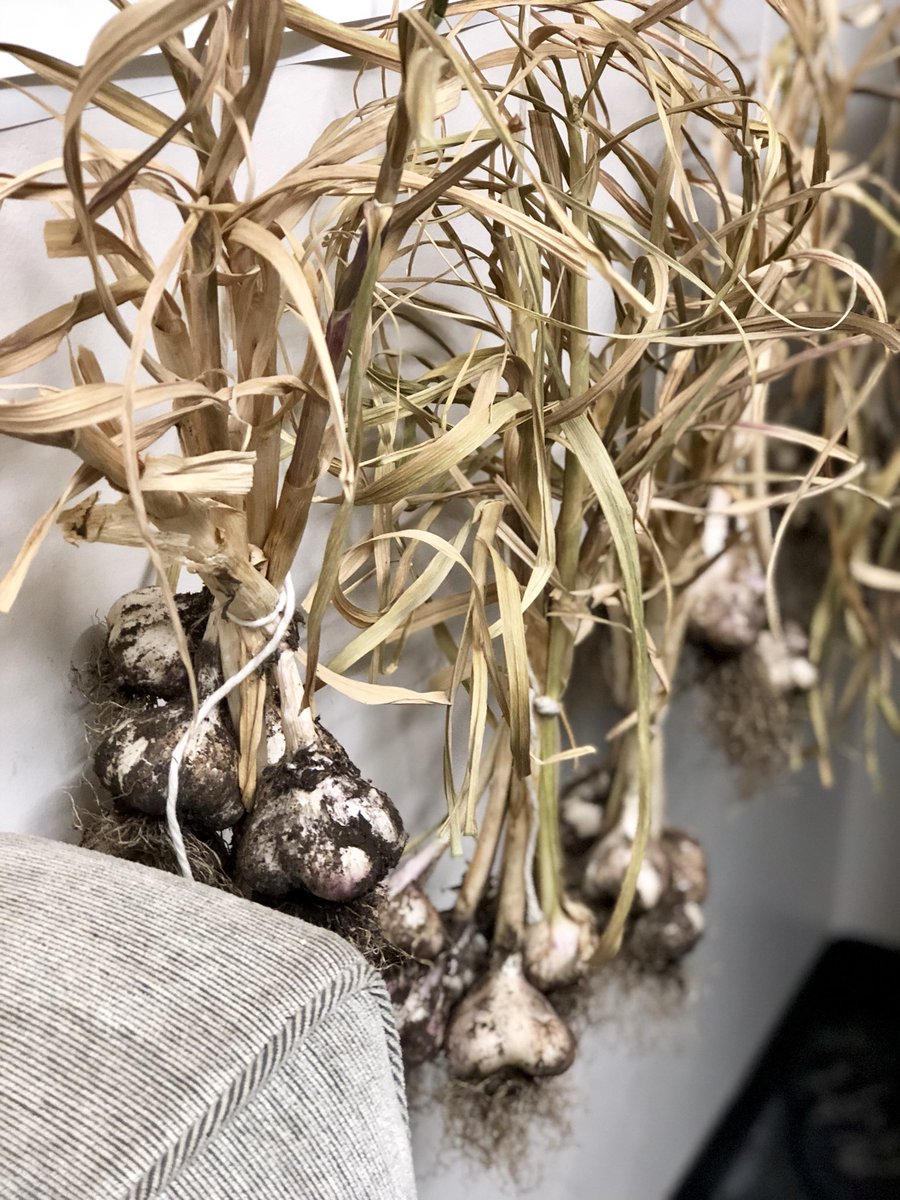 When your office is also the barn. #urbanfarming #rooftopgarden #downtowndiy <a href="/DeparturePDX/">Departure</a> 👨🏽‍🌾✨