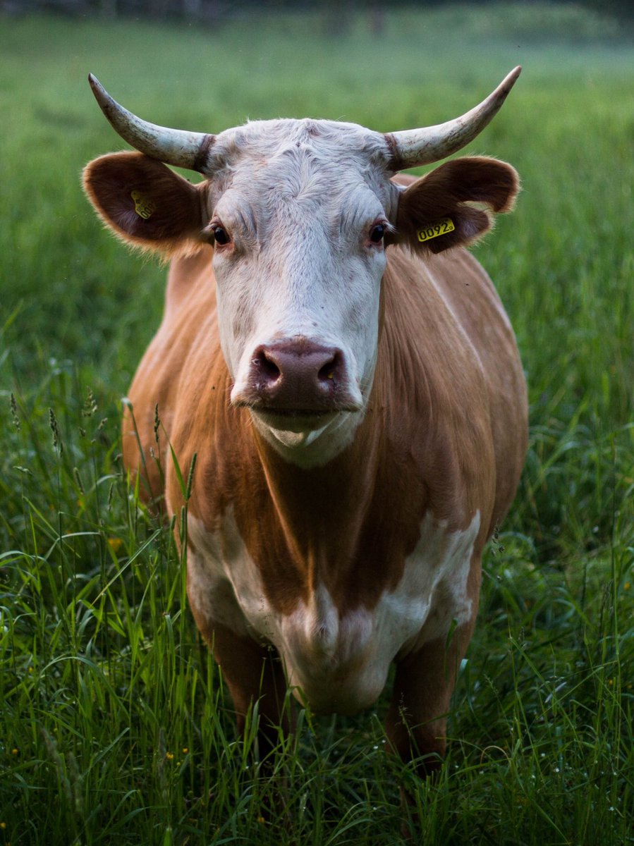 Las vacas son animales increíbles. Son hermosas, inteligentes, pacíficas y muy cariñosas. 

Procura dejarlas fuera de tu plato. No las necesitas. 

#PuroAmor
#govegan 
#animallovers