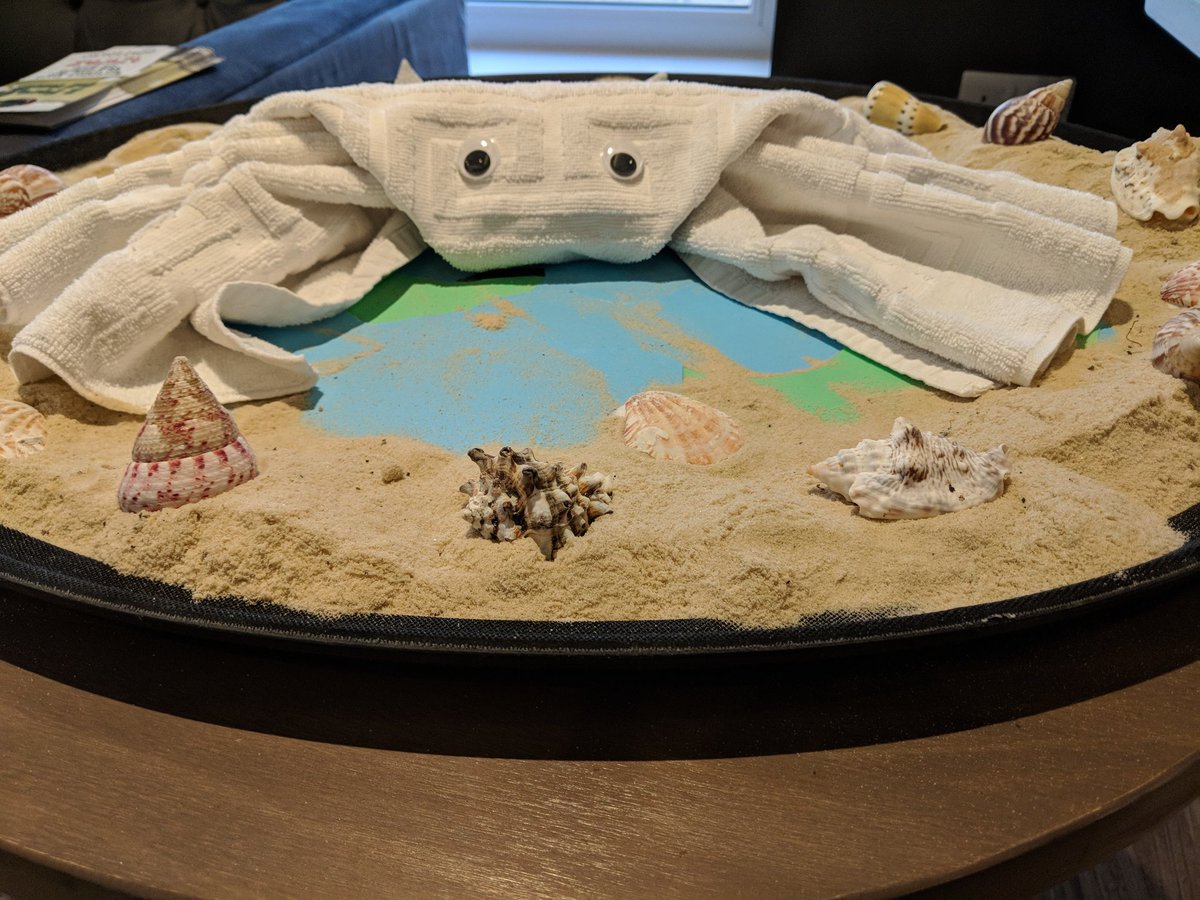 claire_strand's tweet image. Something for the weekend we are bringing Pip back for the kids 
We will hide a sea shell in the rooms the kids bring the shell back to Pip and they will get a prize 💜
@lcj96  @michaelhunter62  @PSeafront  @SDEBDD @AndyFr4ncis  @rubyyoung90  @SusanGilley7