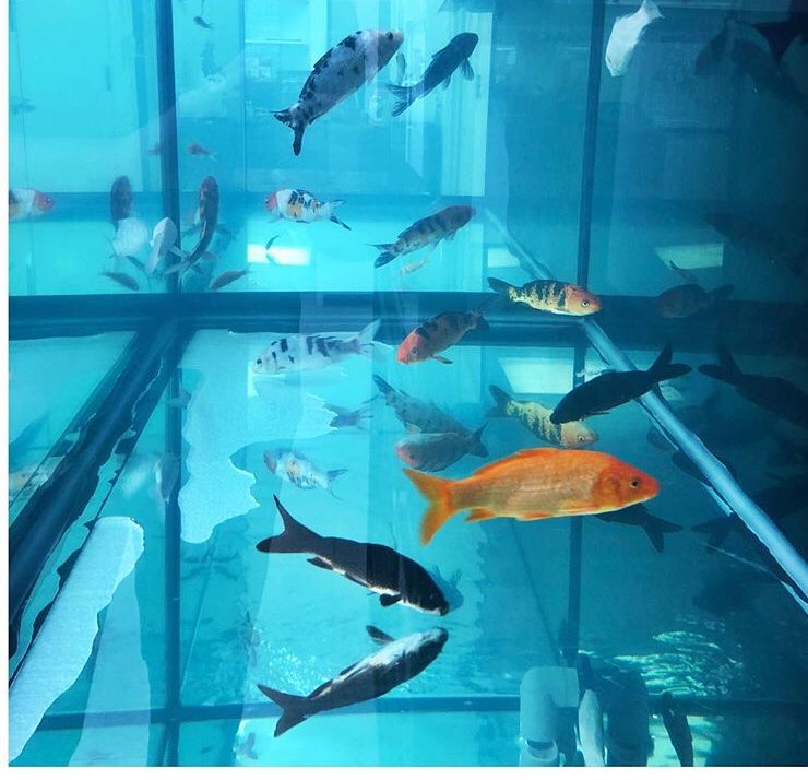 yegpetandpond's tweet photo. 2” Koi $12.99 • 6”-8” Koi $49.99
5210-99st Edmonton
#yeg #yegkoi #yegfood #yegpetsupplies #edmonton #edmontonpond #edmontonsmallbusiness https://t.co/j871RnXI7V